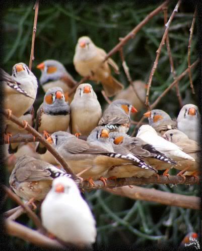 Diamant mandarin groupe