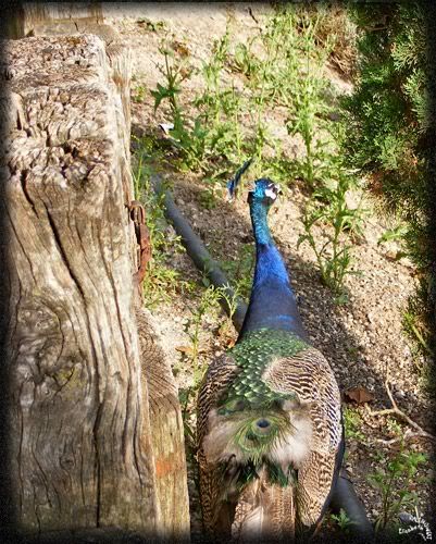 pan oiseau