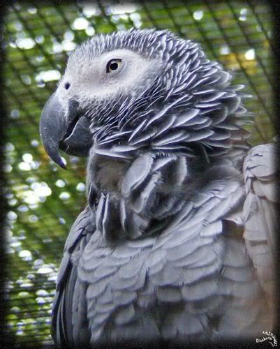 perroquet gris