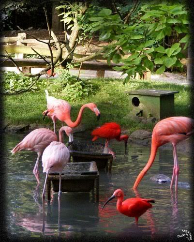 ibis rouge flamant rose Eudocimus ruber