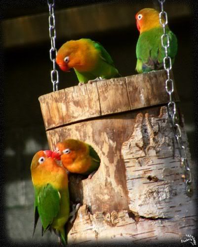 inséparables oiseaux