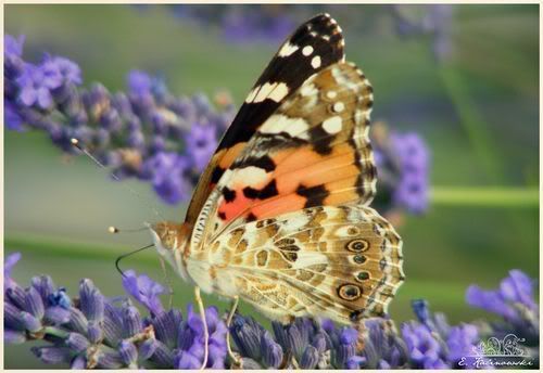 photo macro papillon belle dame lavande juillet 2009