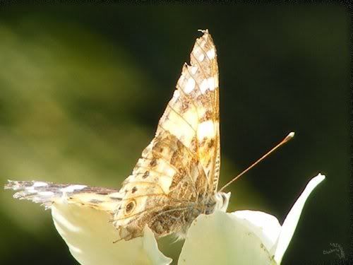 papillon belle-dame