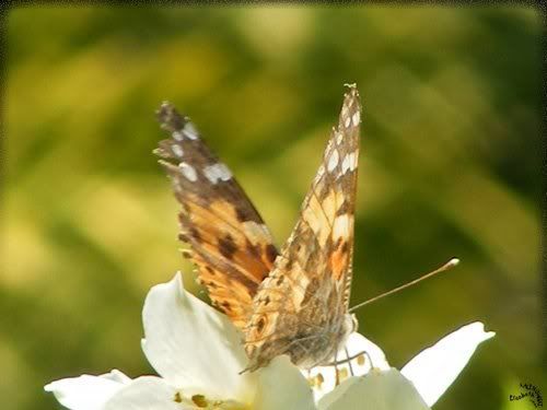 papillon