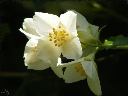 prunier en fleurs