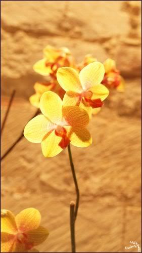 Orchidees Abbaye de Vaucelles photo