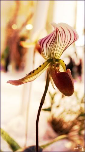 Orchidees Abbaye de Vaucelles photo