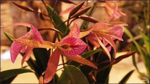 Orchidees Abbaye de Vaucelles photo