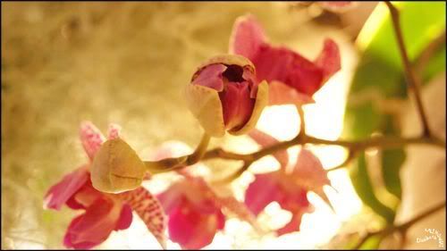 Orchidees Abbaye de Vaucelles photo