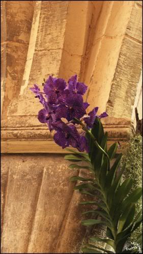 Orchidees Abbaye de Vaucelles photo