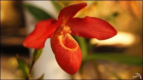 Orchidees Abbaye de Vaucelles photo