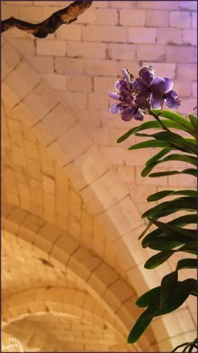 Orchidees Abbaye de Vaucelles photo