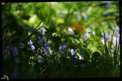 photo violettes jardin