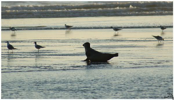 phoque mouettes