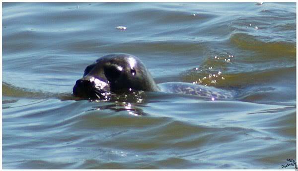 phoque dans l eau