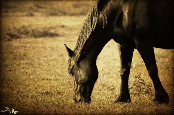 cheval