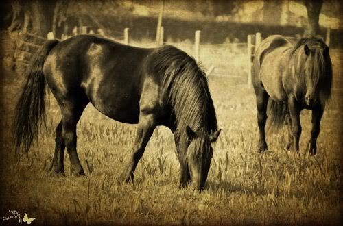 horses