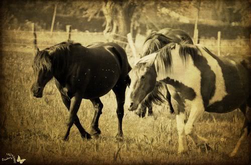 chevaux photos