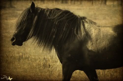 horse