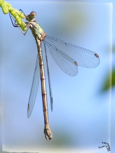 libellule