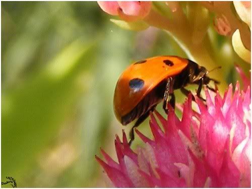 coccinelle