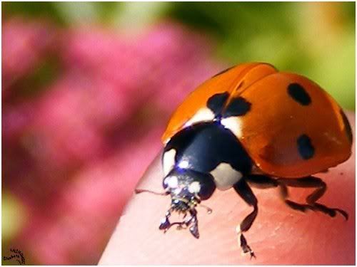 ladybug