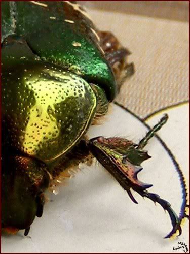 scarabe coléoptere