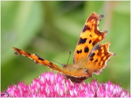 macro
