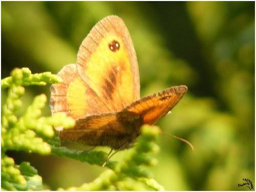 photo macro