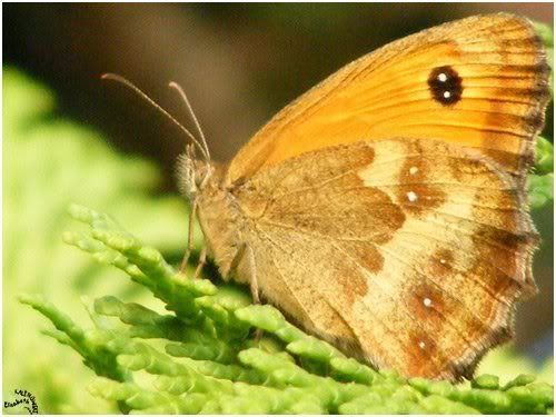 photo macro butterfly