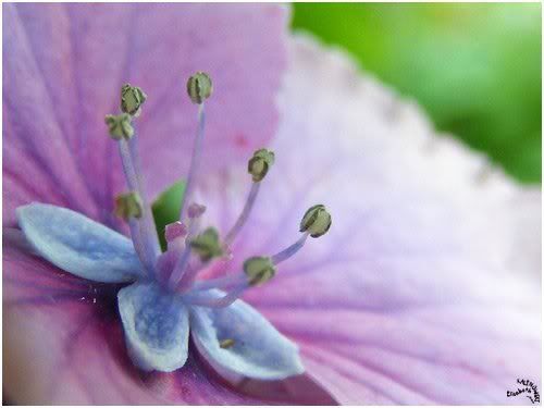 fleur macro