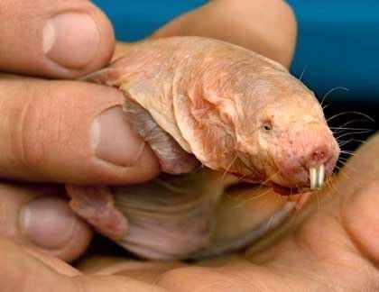 naked pussy