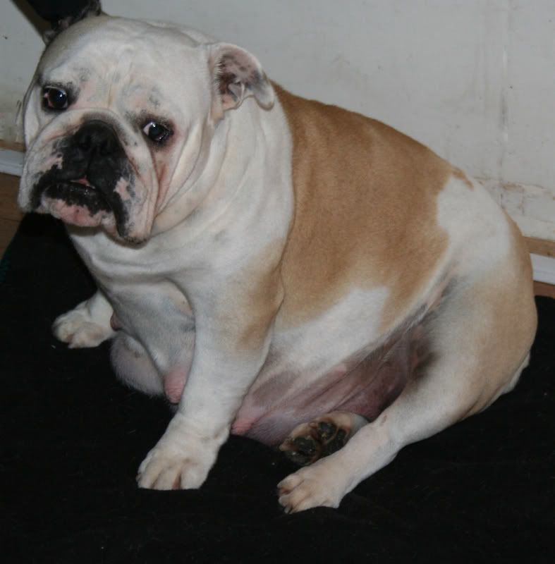 how to tell if my english bulldog is pregnant