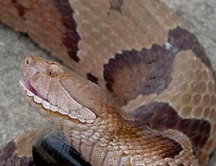 Copperhead Snake Pictures. copperhead snake