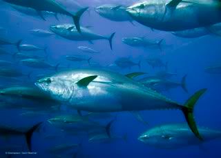 bluefin,tuna