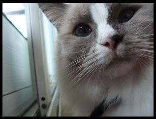 Photo Sharing and Video Hosting at Photobucket