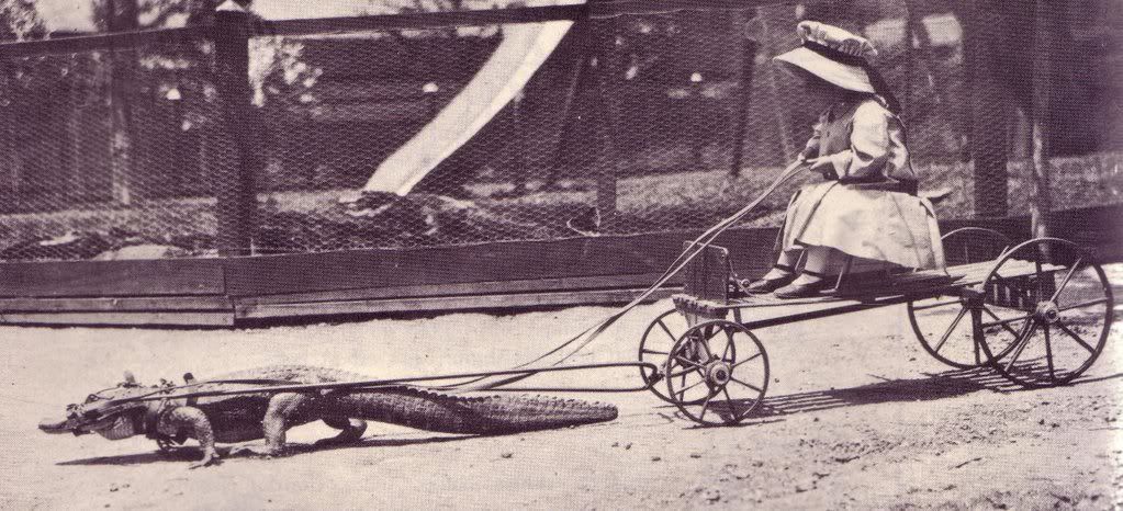alligator-powered-cart.jpg picture by djhobby