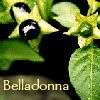 belladonna.jpg