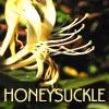 honeysuckle.jpg