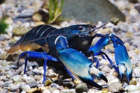  photo Cherax-sp-blue-moon_zpse592c13f.jpg