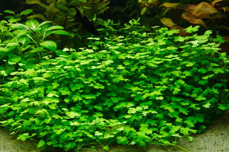  photo hydrocotyle_sp_japan_01_zps1ab006b4.jpg