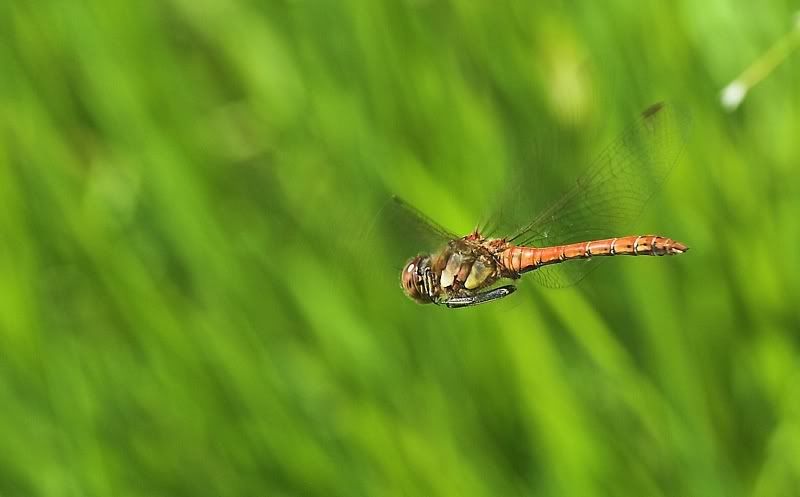 IMAGE: http://i62.photobucket.com/albums/h89/alliec_2006/2-1.jpg