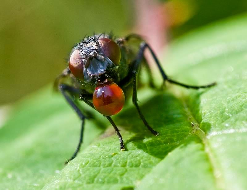 IMAGE: http://i62.photobucket.com/albums/h89/alliec_2006/20070822-IMG_1954.jpg