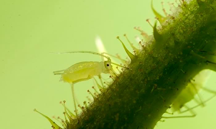 IMAGE: http://i62.photobucket.com/albums/h89/alliec_2006/20070825-IMG_2977.jpg