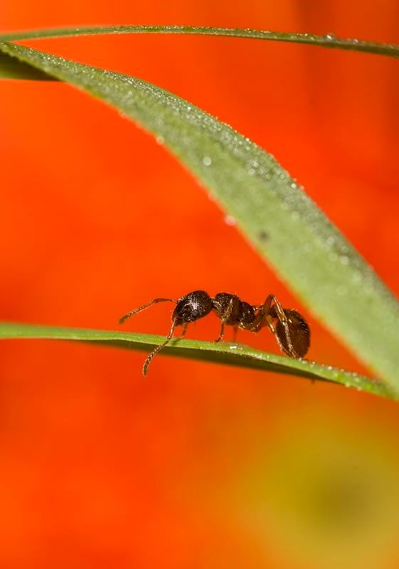 IMAGE: http://i62.photobucket.com/albums/h89/alliec_2006/20070827-IMG_3316.jpg