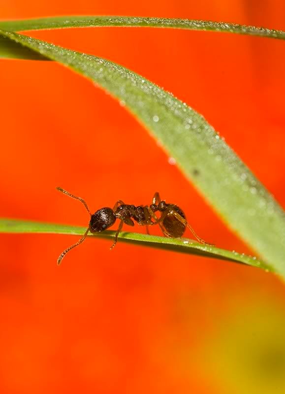 IMAGE: http://i62.photobucket.com/albums/h89/alliec_2006/20070827-IMG_3317.jpg