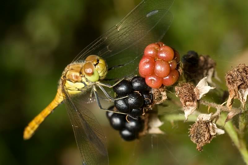 IMAGE: http://i62.photobucket.com/albums/h89/alliec_2006/20070827-IMG_3340.jpg