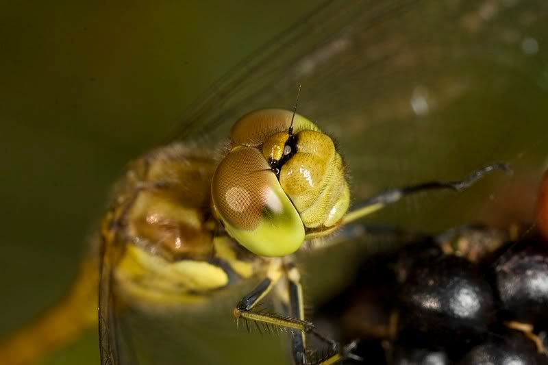 IMAGE: http://i62.photobucket.com/albums/h89/alliec_2006/20070827-IMG_3343.jpg