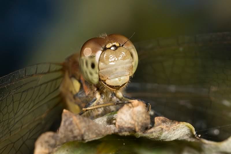 IMAGE: http://i62.photobucket.com/albums/h89/alliec_2006/20070827-IMG_3369.jpg