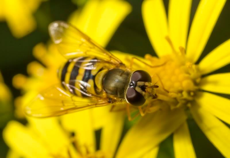 IMAGE: http://i62.photobucket.com/albums/h89/alliec_2006/20070828-IMG_3738.jpg